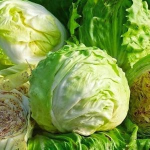 Chicorée Palla Bianca