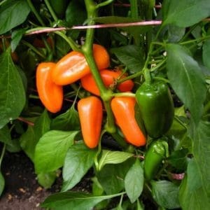 Paprika snack naranča