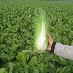 Radicchio-Laib
