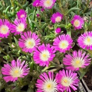 Delosperma pink