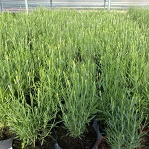 Lavendel