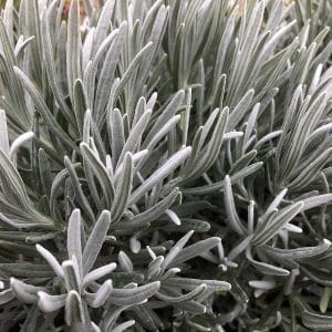 Lavandula Hidcote p14