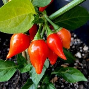 Kapljica ljute paprike - Biquinho