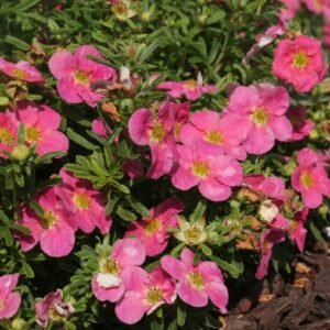 Narančasti grm s pet prstiju - Potentilla fruticosa Red Ace