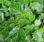 Bršljan - Hedera helix Green Ripple