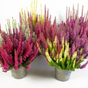 Herbstliches Heide-Trio