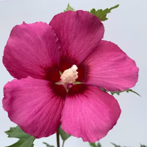 Hibiskus 'Oiseau Bleu'