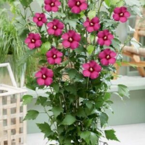 Hibiskus 'Flower Tower Ruby'