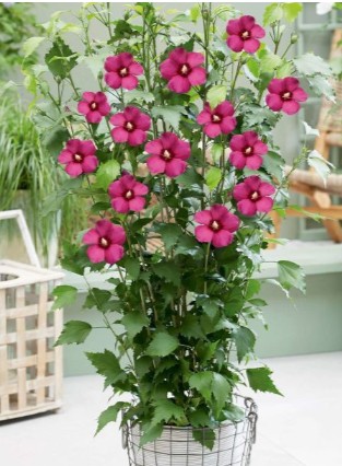 Hibiskus 'Flower Tower Ruby'