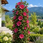 Hibiskus 'Rubin Cvjetne kule'