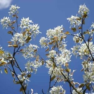 Kruška od smarshwooda ''Smokey''