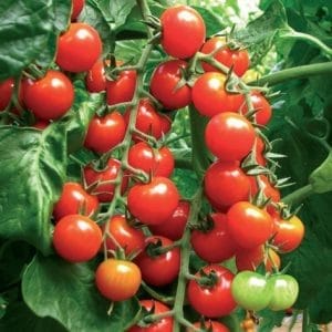 Cepljen paradižnik češnjevec p12