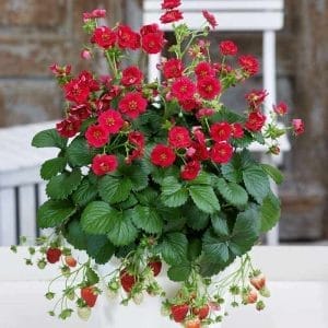 Erdbeeren des Monats 'Summer Breeze Cherry'