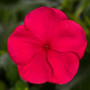 Vinka Pendula F1 Cherry