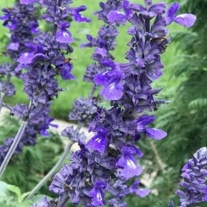 Okrasna kadulja Edula Blue