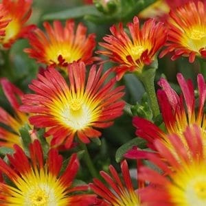 Delosperma rot