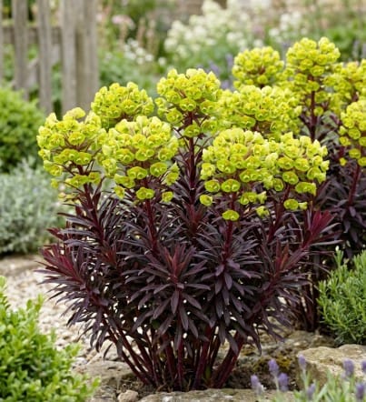 Euphorbia