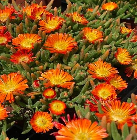 new-delosperma-oranžna Delosperma naranča - Slika 1
