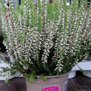 Jesenski vrijesak 'Garden Girls' - bijeli