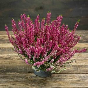 Herbstheide 'Beauty Lady' - rot