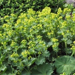 Zierblatt Alchemilla mollis