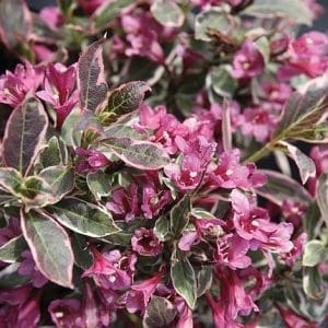Weigela 'Monet'