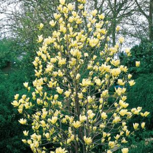 Magnolija Susan