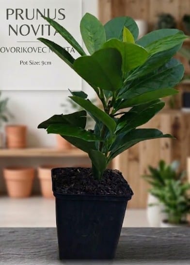 Lovorikovec 'Novita' višina: 20 cm - slika 2