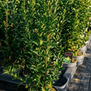 Trdoleska 'Green Spire'