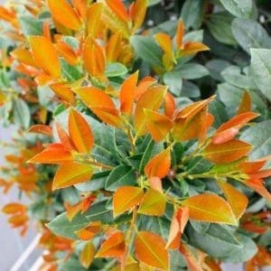 Lorbeer 'Bonaparte' Höhe: 30 cm