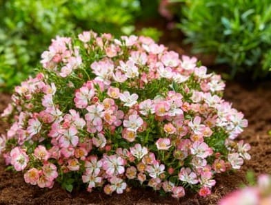 Mini-Rose "Cutie Pie"