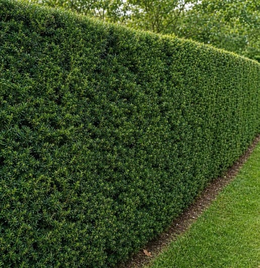 Obična tisa "Fastigiata Robusta" - Taxus baccata