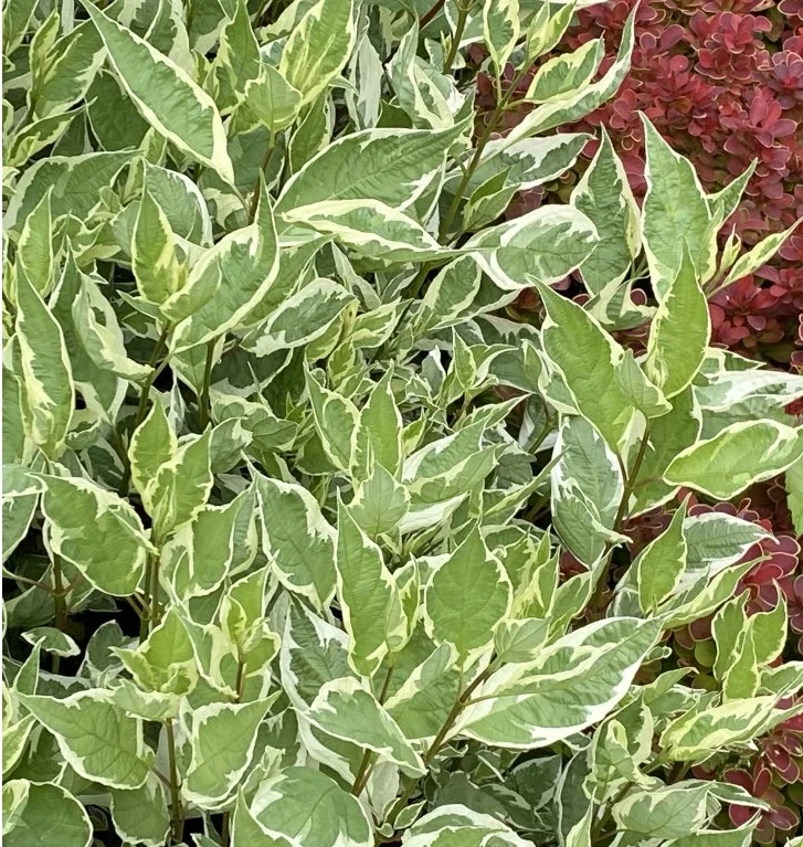 Cornus alba 'Sibirica Variegata'