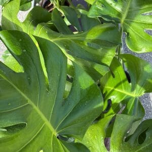 Monstera deliciosa Tauerii