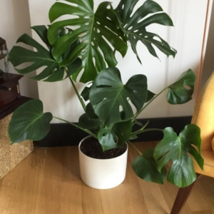 Monstera deliciosa Tauerii