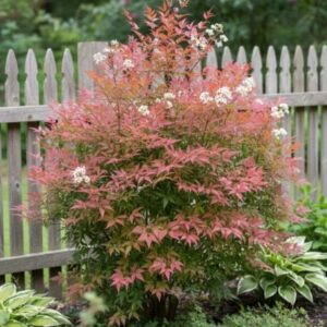 Nandina domestica ‘Obsessed’ – nebeški bambus