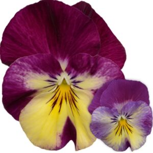 Mačeha ‘Volante Strawberry’