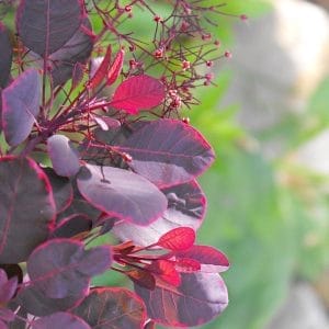 Ukrasna toplina - Cotinus coggygria 'Lilla'