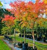 Maple Acer palmatum