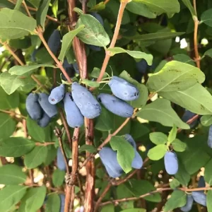 Sibirska borovnica (haskap) 'Divovo srce'