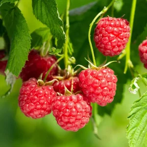 Maline in robide