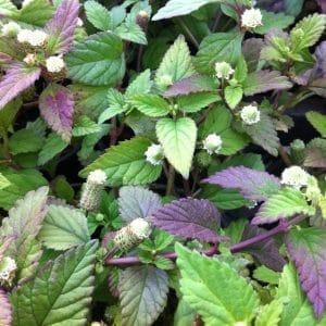 Azteško sladilo 'Lippia dulcis'