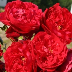 Vrtnica vzpenjava 'Florentina'