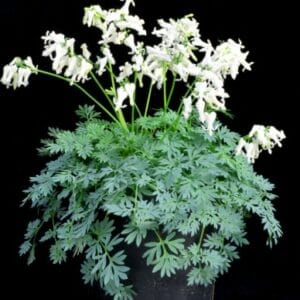Dicentra eximia 'Amore Rose'