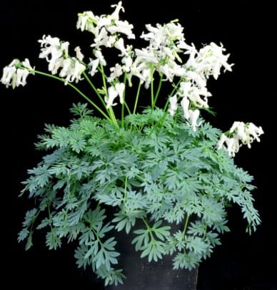 Dicentra eximia 'Amore Rose'