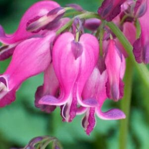 Dicentra eximia 'Amore Rose'