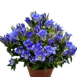 Encijan 'Gentiana scabra' p12