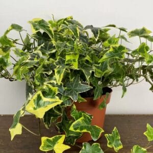 Bršljan pisanolistni Golden Child p10