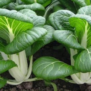Pak Choi