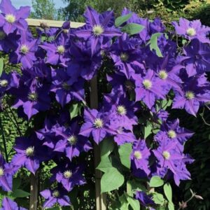Clematis 'Predsjednik'